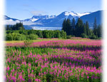 View of Mendenhall glacier and wildflowers in Juneau Alaska