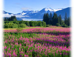 View of Mendenhall glacier and wildflowers in Juneau Alaska View of Mendenhall glacier and wildflowers in Juneau Alaska