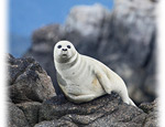 Seal in Sitka Alaska