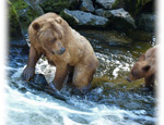Bears in Wrangell Alaska