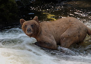 Bear in Southeast Alaska