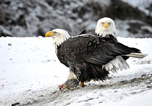 Eagles in Haines AK