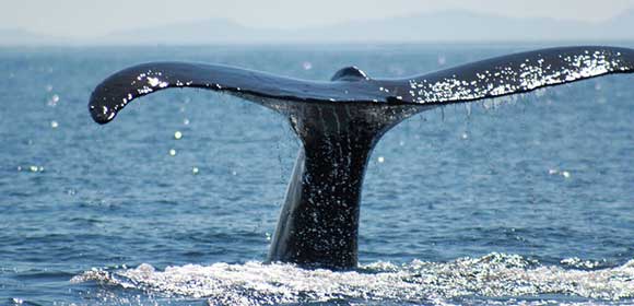 tail of a whale